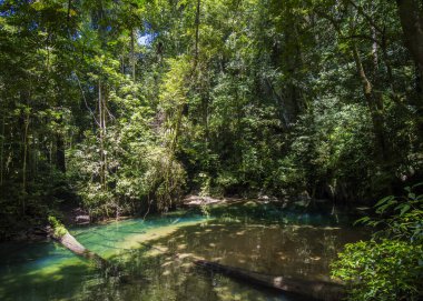 Melinau Nehri 'nde kristal su, Gunung Mulu, Sarawak, Borneo Ocak 2019.