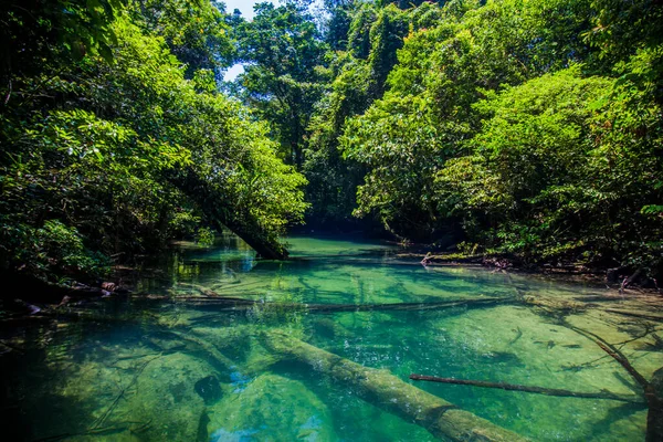 Melinau Nehri 'nde kristal su, Gunung Mulu, Sarawak, Borneo Ocak 2019.