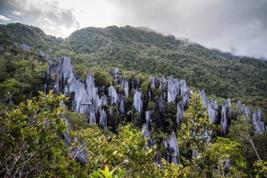 Gunung Mulu Ulusal Parkı 'nda zirveler. Borneo. Malasya.