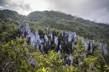 Pinnacles in Gunung Mulu National Park. Borneo. Malasia. clipart