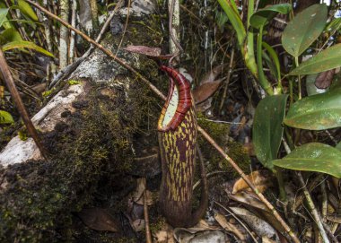 Borneo, Mulu Ulusal Parkı 'ndan atıcılar.