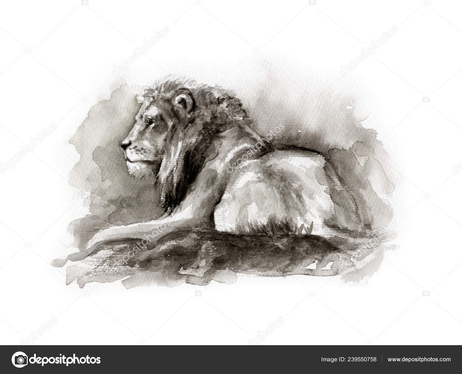 Lion draw realistic images libres de droit, photos de Lion draw realistic |  DepositPhotos, image size:1600x1297