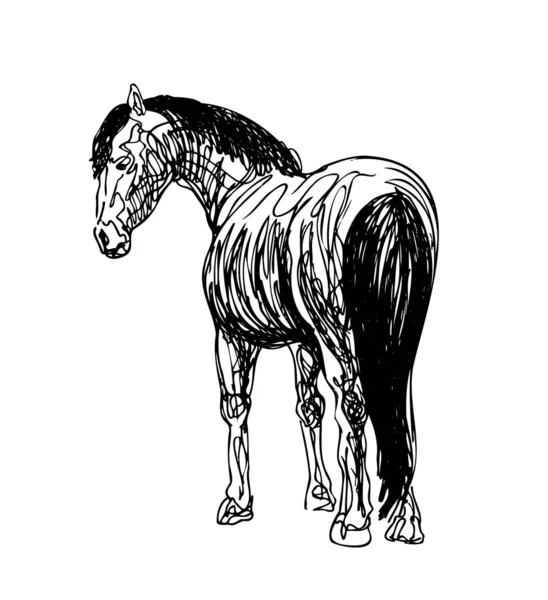 Illustrazione Vettoriale Cavallo — Vettoriale Stock