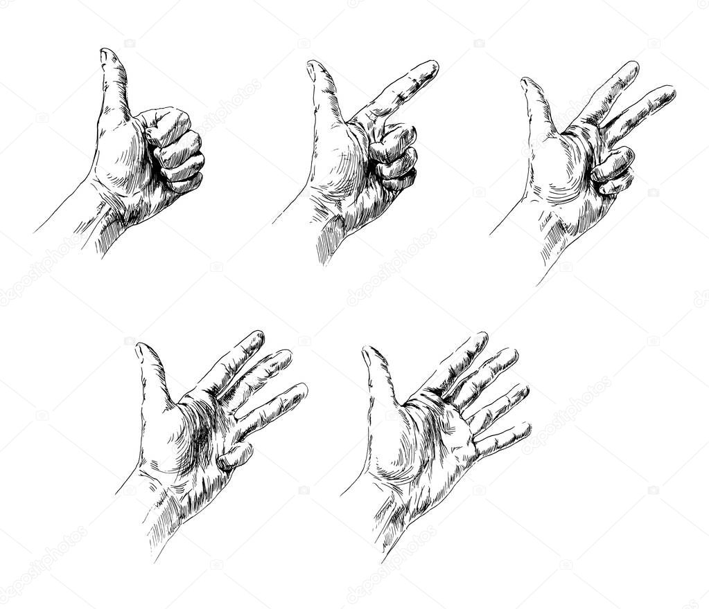 Hand sketch of a hand counting from one to five. Vector illustration