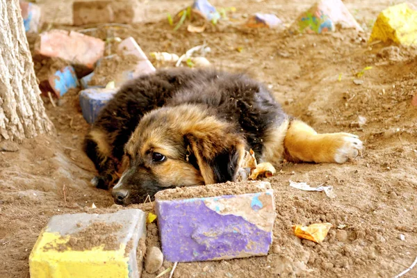 The puppy with sad eyes lies on the earth.2.