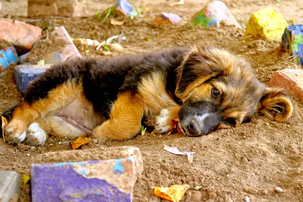 The puppy with sad eyes lies on the earth.3.