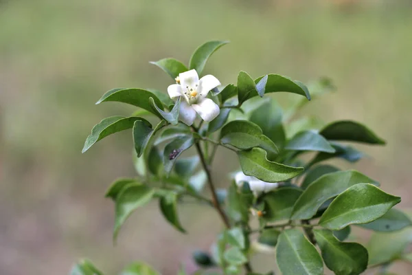 Murraya Panikuta Thailand Called Flowering Tree — Stock Photo, Image