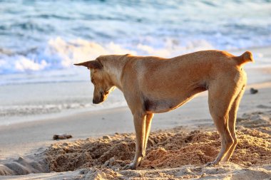 Koh Larn, Pattaya 'da kumlu toprak kazan bir köpeğin renkli görüntüsü.