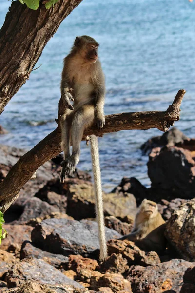Chonburi, Ko Lan 'da deniz kenarında bir dalda oturan uzun kuyruklu maymun.