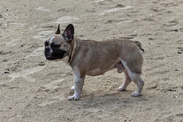 Dogs seem to be excited about the new play area on the beach by the sea.