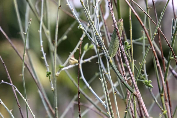 Naturen Skapar Alltid Vackra Mönster Som Kan Beundra Även Gräset — Stockfoto