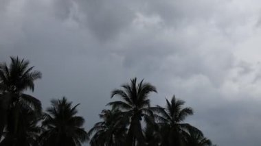 A scene of coconut trees stretching across a tropical sky, with rain clouds moving past before the rain falls
