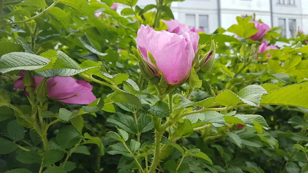 Die Blüten Der Wildrosen — Stockfoto