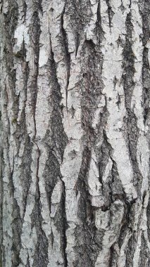 Ağaç kabuğunun ayrıntılı dokusu