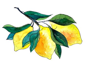 Bir dalda sulu limonlar