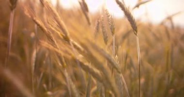 Buğday hasadı gün batımında hasat için hazır olacak.