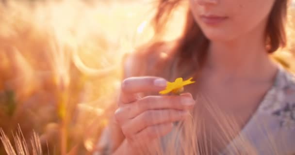 Jonge vrouw met gele bloem staande in een gouden veld — Stockvideo