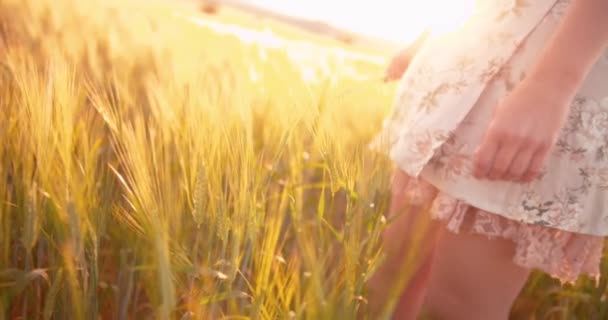 Mujer romántica tocando las cabezas de trigo en un campo — Vídeo de stock