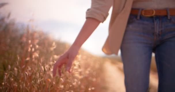 Mujer tocando las cabezas doradas de las plantas en un campo — Vídeos de Stock