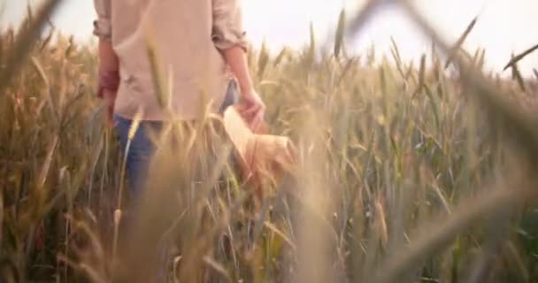 Farmářka kráčející mezi pšeničnými plodinami na poli — Stock video