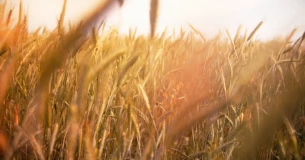 Cultivos de trigo orgánico agrícola en una parrilla al atardecer — Vídeos de Stock