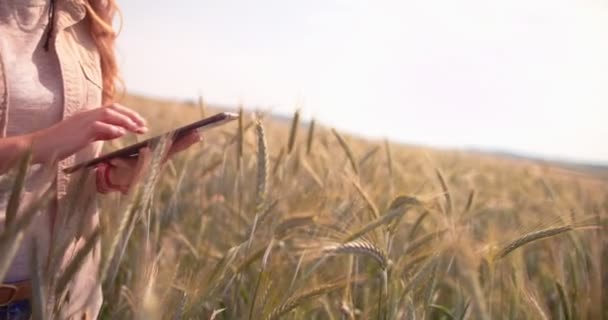 Chercheuse dans un champ examinant la croissance du blé — Video