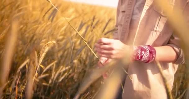 Agrónoma femenina en el campo examinando cebada para el crecimiento y la salud — Vídeo de stock