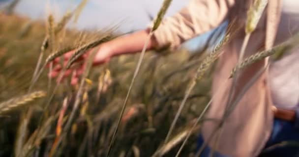 Vrouwelijke landbouwer die de groene tarwe in het veld aanraakt — Stockvideo