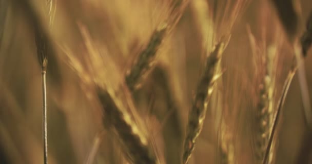 Cosecha dorada madura de trigo lista para la cosecha — Vídeos de Stock