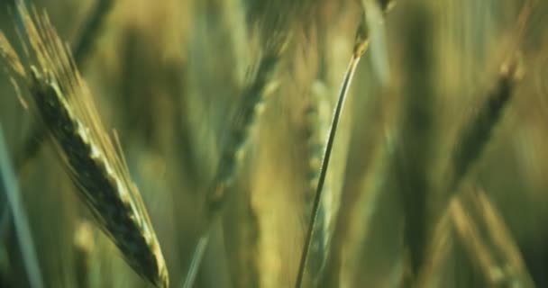 Onrijpe groene korrels gerst in het veld op het platteland — Stockvideo