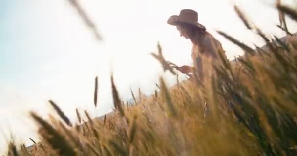 Молода жінка в сільській місцевості ходить на пшеничному полі — стокове відео