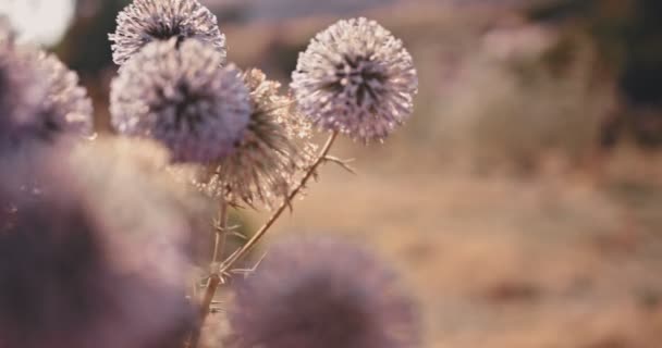 Close-up de belas flores silvestres roxas no campo de outono — Vídeo de Stock