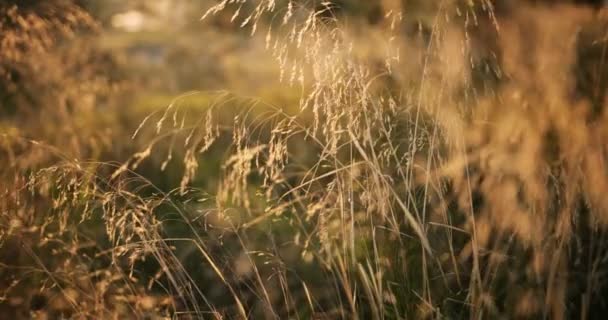 Campo com plantas silvestres douradas ao pôr do sol — Vídeo de Stock
