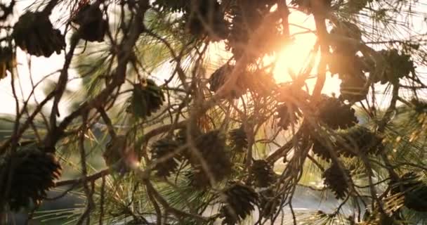 Ramas de abeto con conos de pino en el bosque de montaña — Vídeo de stock