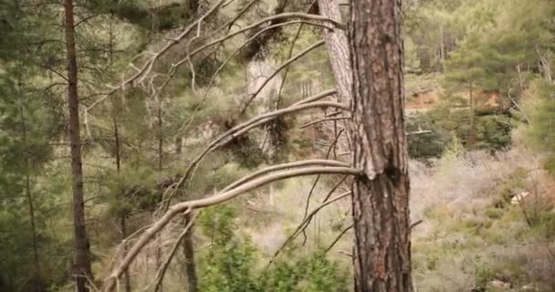 Vista aérea de los árboles del bosque de montaña paisaje — Vídeo de stock