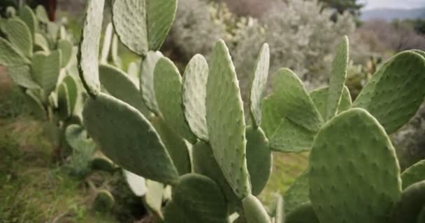 Крупный план колючего грушевого кактуса в поле — стоковое видео