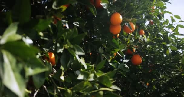 Zralé pomeranče visící na větvích pomerančů na jaře — Stock video