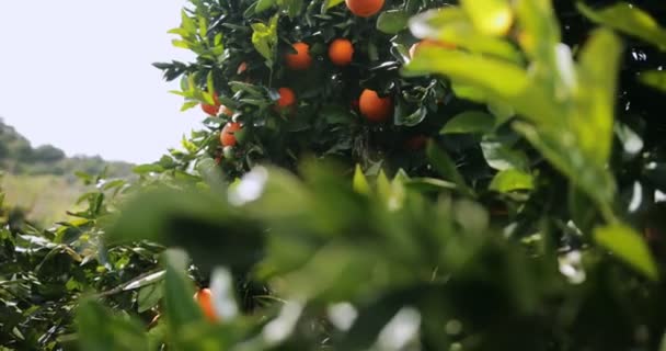 Naranjas colgando de árboles en naranjal en el Mediterráneo — Vídeo de stock