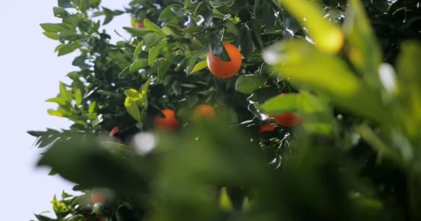 Čerstvé šťavnaté pomeranče visící na polních pomerančích — Stock video