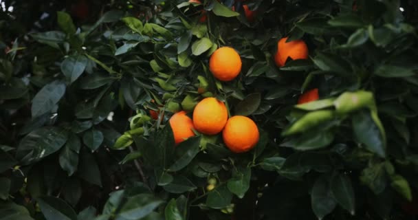 Manojos de naranjas maduras colgando de un naranjo en primavera — Vídeo de stock