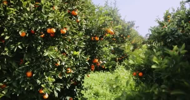 Orange trees orchard in the Mediterranean on sunny day — Stock Video