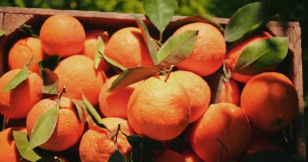 Čerstvé pomeranče ze sadu umístěné v dřevěné krabici — Stock video