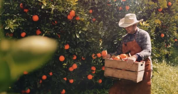 Agricultor recogiendo naranjas frescas de naranjos en primavera — Vídeo de stock
