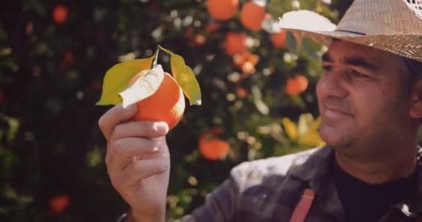 オレンジの木の果樹園でオレンジを保持し、チェックする農家 — ストック動画