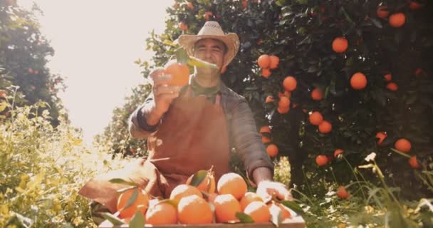 Agricultor mirando naranja fresca de huerto — Vídeos de Stock