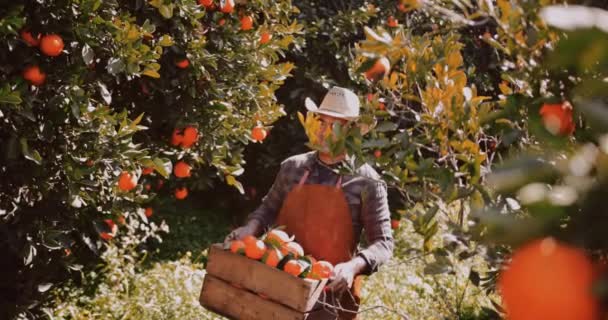 Szczęśliwy rolnik trzymający drewniany kosz pełen pomarańczy w sadzie — Wideo stockowe