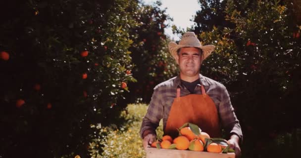 Mutlu çiftçi meyve bahçesinde portakallı tahta kutu tutuyor. — Stok video