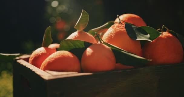 Gros plan d'oranges fraîches dans une boîte en bois dans un champ — Video