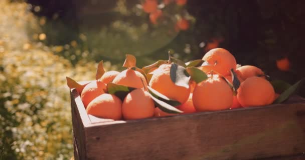 Hromada čerstvých pomerančů v dřevěné krabici v pomerančovém háji — Stock video