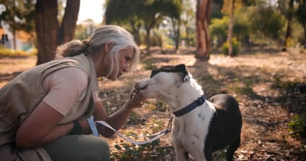 Mujer senior de moda dando golosinas perro mascota al aire libre — Vídeos de Stock